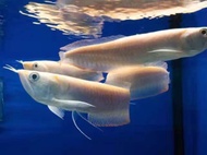 [Wholesale Price]🔥Albino Silver Arowana - AquaX Live Fish With D.O.A. *Ship West & East Malaysia* ~F
