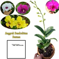 Anggrek Dendrobium 'Knop Bunga'/ (tanaman anggrek Spike hidup) /'
