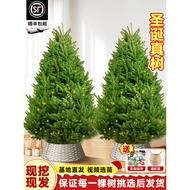 Pokok Krismas Sebenar Hidup Nobel Pine Norway Spruce Tanaman Pasu Hiasan Ruang Tamu Pokok Pine Tumbu