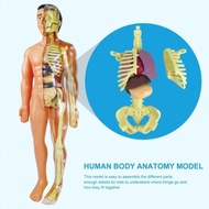 HUMAN BODY ANATOMY