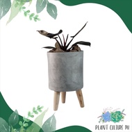 Classy Elevated Cement Planter for House Plants | Cement Pots