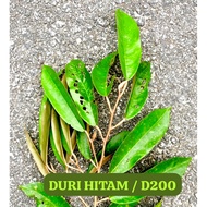 15 SCION DURI HITAM   DARI LADANG/ KERATAN MATA TUNAS DURI HITAM /D200