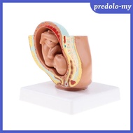 [Serenable] Lifesize 9th Month Pelvis Section Fetus Models Human Fetal Development Model