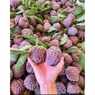Taiwan Red Custard Apple