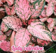 AGLONEMA LADY VALENTINE/ AGLONEMA LADY VALENTINE