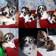 kucing Munchkin gaelic Scottish fold betina