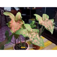 Keladi Rama Rama / Caladium Butterfly