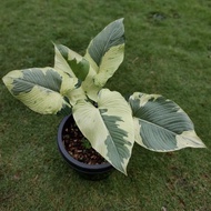 TANAMAN HIAS HOMALOMENA VARIEGATA