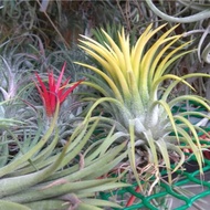 Air plant - Tillandsia Ionantha Druid