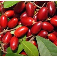 POKOK AJAIB HYBRID..