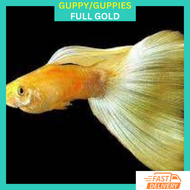 RFA High Grade Full Gold Guppy Ikan Hidup Guppy