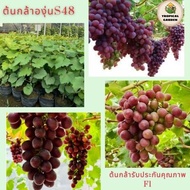 ต้นองุ่น S48 องุ่นเสียบยอดสูง 50 -60cm ให้ผลผลิตสูง มีความสามารถในการต้านทานศัตรูพืชได้ดี เหมาะสมกับ