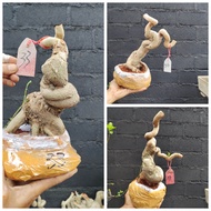 bonsai sancang prospek