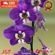 ( KNOP / SPIKE ) ANGGREK DENDROBIUM PURPEL LOVE-sudah Knop/Spike-DENDROBIUM