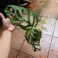 Big leaf Monstera Esqueleto