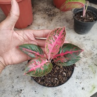 promo aglaonema reanita