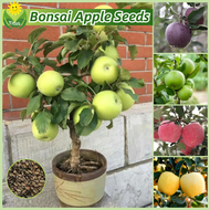 เมล็ดพันธุ์ ต้นแอปเปิ้ล บรรจุ 50 เมล็ด Bonsai Apple Seeds Fruit Seeds for Planting Fruit Plants บอนสี เมล็ดผลไม้ ต้นไม้ผลกินได้ เมล็ดผัก พันธุ์ไม้ผล บอนไซ ต้นบอนสี เมล็ดบอนสี ต้นผลไม้ ต้นไม้แคระ ผลไม้อร่อย เมล็ดดอกไม้ ปลูกง่าย คุณภาพดี ราคาถูก ของแท้ 100%