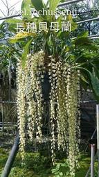 原生蘭花Coelogyne rochussenii(數百梗/穗花如瀑布般~長約100CM~優勝母株)勿下標