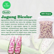 ( 100 Butir ) Benih Biji Jagung Ketan Ungu | Jagung Putih | Jagung Pelangi | Jagung Ketan Putih