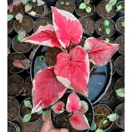 Umbi Caladium Dwi warna - keladi hias hybrid import thailand murah