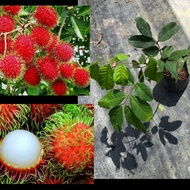 ANAK POKOK RAMBUTAN ANAK SEKOLAH. POKOK HYBRID. MOKTE ANAK SEKOLAH. FAST SHIPPING