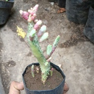 Kaktus opuntia varigata