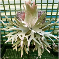 侏儒玉鹿角蕨
P.willinckii dwarf cv. 'Jade Girl'