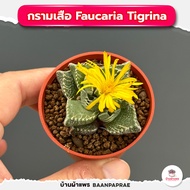 รวมกุหลาบหินและไม้อวบน้ำ #กระถาง2นิ้ว หลายสายพันธุ์ ส่งทั้งกระถาง cactus&amp;succulent