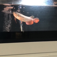 Ikan Arwana Golden Red