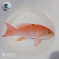 Ikan Hias Laut | Anthias Luzon | Pseudanthias luzonensis