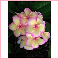 ◭ ◙ ♝ 40 Seeds/Pack Bonsai Multicolor Plumeria Flower Seeds 1
