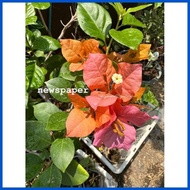 ➞ ◭ ☍ SALE!!RARE ROOTED BOUGAINVILLEA