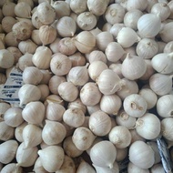 bawang putih tunggal/bawang lanang 1kg