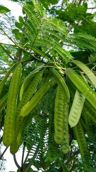 Terlaris Petai Cina/Petai Selong Murah
