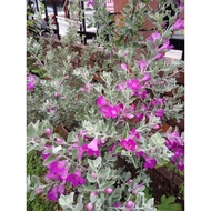 Anak Pokok Bunga Texas Sage