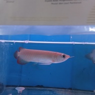 ikan arwana super red baby 12 cm
