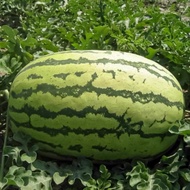 10gram Benih Tembikai Merah Bujur Buah Besar / Oval Large Watermelon seed 椭圆形大西瓜籽