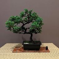 日本杜松∣展覽級中品盆景樹 茶道意境