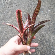 [ Ready Stock]  Bromeliad Neoregelia Hot Ember and Neoregelia White Hot Ember (Mini Type)