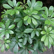 Ready Stock Fast Shipping Duck Feet Wooden Seeds Horse Chestnut Lotus Seeds Duck Feet Wooden Duck Fe