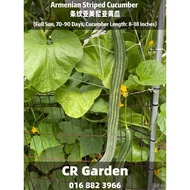 Armenian Striped Cucumber 1 Seed 条纹亚美尼亚黄瓜1粒(Full Sun, 70-90 Days, Cucumber Length: 8-18 Inches)