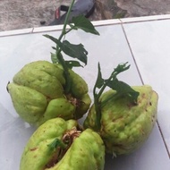 BIBIT LABU SIAM SUPER BUAH LEBAT /LABU JEPANG / LABU BABY / TERMURAH / TERBAIK