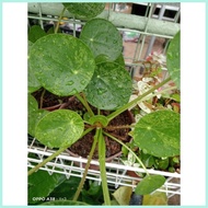 Variegated Pilea Peperomioides "  Chinese Money Plant  "