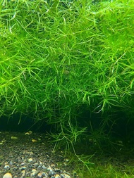 Guppy Grass ( Water Plant ) Pokok Air Sesuai Untuk Guppy