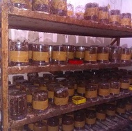 BIBIT SEMUT RANGRANG PENGHASIL KROTO SUPER