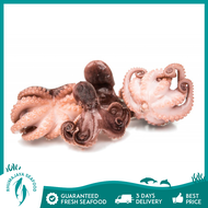 Raw Baby Octopus 小八爪鱼 Sotong Kurita (250gm~500gm+-/Pack) | Rhumajaya Seafood