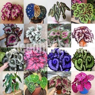 Colorful Begonia Seeds Hosta Plantaginea Seeds for Sale（50 Seeds Per Pack）Begonia Plant Seed Ornamen