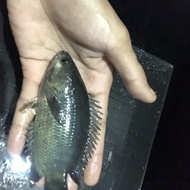 Ikan betik (betok) 2-3 jari