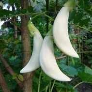 ดอกแคขาว📌ถูกที่สุด 7 บ.📌เมล็ดพันธุ์ดอกแคสีขาว10 เมล็ด🌿ปลูกง่าย โตไว☘️ ดอกดกมาก🌱ทานอร่อย