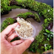 🔥Terrarium Moss🔥Reindeer Lichen Moss - Terrarium / Paludarium / Vivarium